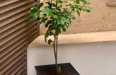 PUERTA DE CACERES Apartamento 2 - Foto 55