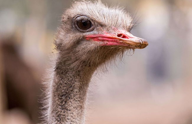 Natura Fun House & Camping - Foto 40