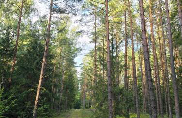 Bosko Siemiany - bania, jacuzzi, kino plenerowe, ognisko, rowery, SUP - Foto 22