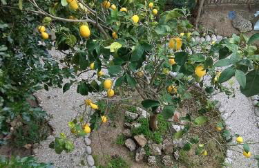 Lefkada CP Residences - Photo 22