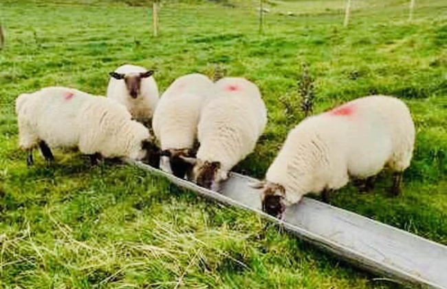 The Snuggly Sheep Shepherd Hut Campview Farm Stay - Foto 16