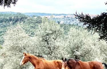 Casa Rosmarino, grill, Wi-Fi by ToscanaTour - Foto 53