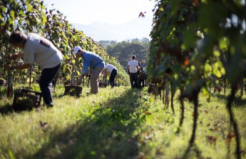 Palazzo Tronconi agriturismo - Foto 10
