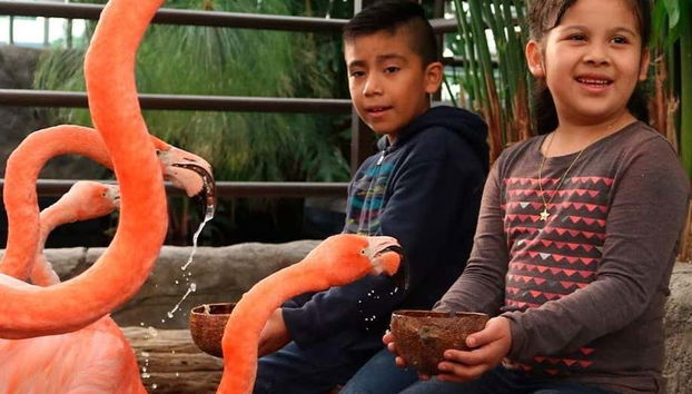 Nourrissez les flamants roses