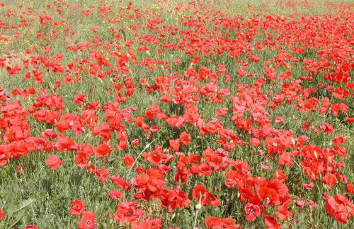 Agriturismo Selvella - Foto 42