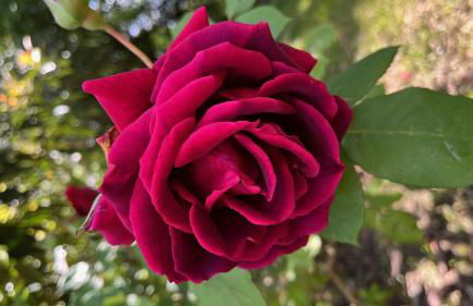 Quinta da Mata de Baixo - Foto 28