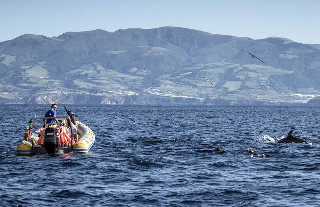 Swimming with Dolphins in Vila Franca do Campo - Photo 6