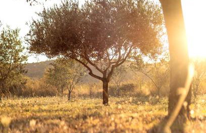 Robinson house Orkula in the heart of olive's yard - Foto 5