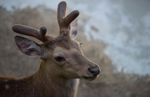 Holzhaus Onkel Fritz mit Sauna und Whirlwanne - Foto 67