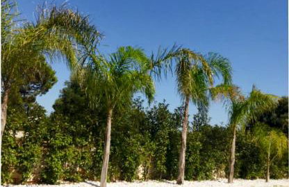 Villa Brachychiton - Foto 29