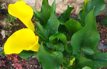 ''Shinohori'' Olive-Tree Apartment - Foto 23