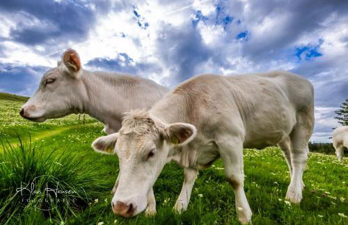 Gästehaus Seewald- Ferienwohnung 4 "Lärche", Schluchsee, Blasiwald - Foto 24