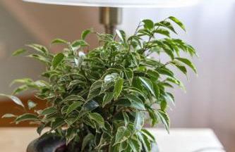 BohnApartments Bauhaus - absolutes Zentrum - Terrasse - Vollausstattung - WLAN - Foto 41