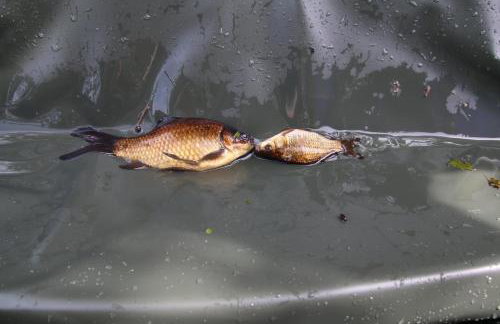 Waterside Lodges Cambridge - Foto 59