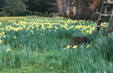 Log cabin rural retreat in beautiful countryside - Foto 6