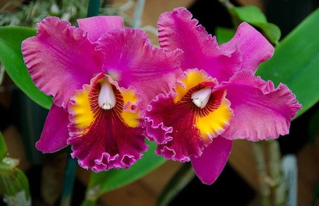 Hawai'i Volcanoes National Park Tour - Foto 6