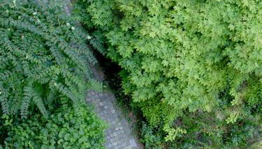 Donau Lodge Boardinghouse - Foto 4, Garden, Garden view