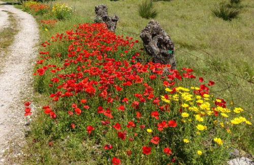 Monte das Sesmarias - Foto 24