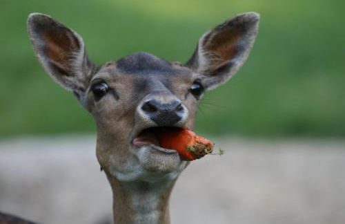 Ferienhaus Wieke - Foto 108