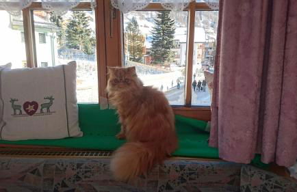 Residence Ploner - Foto 22