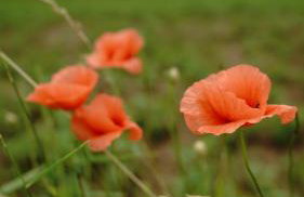 Domki na Górniej Łące - Domek Górny - Foto 62