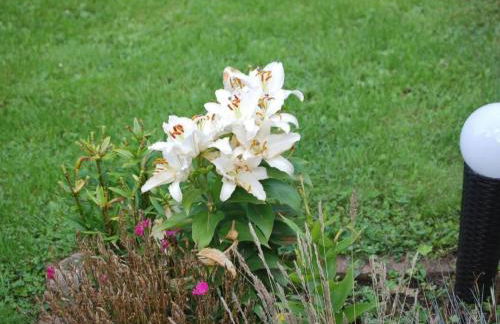 Apartment FeWo Nr 1 Harztor by Interhome - Foto 16