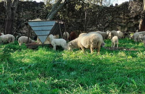 Casa da Vinha - Foto 28