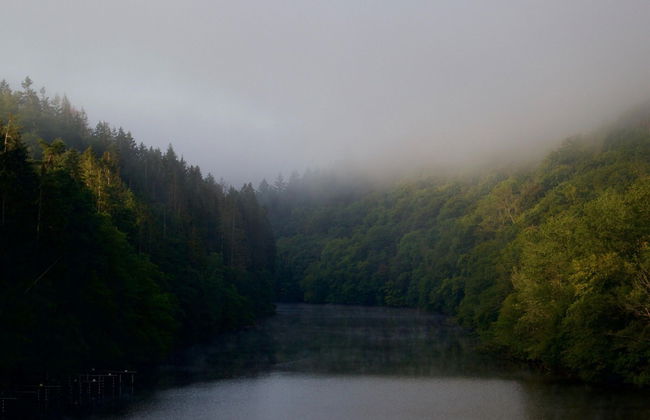 Forestside Escape Near Lake - Photo 39