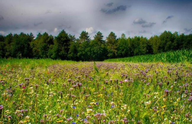 Water Lodge in Schaijk by the Waterside - Photo 34