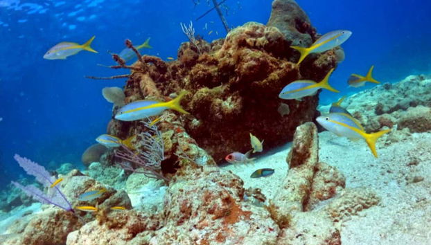 Admirando la fauna y flora marina