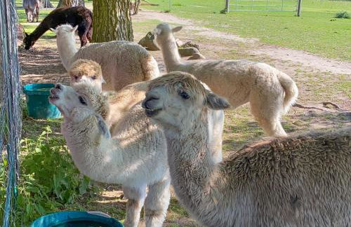 Tiny House auf der Alpaka Farm - Foto 7