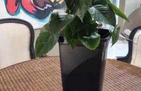 Ape 2 qtos novo - Foto 14