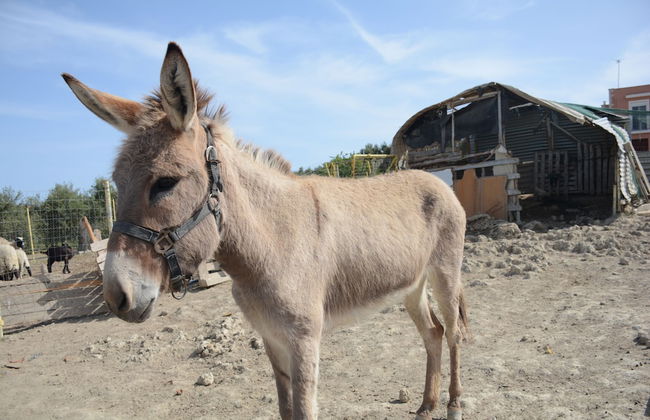 Nautilus Villa with private pool - Foto 18