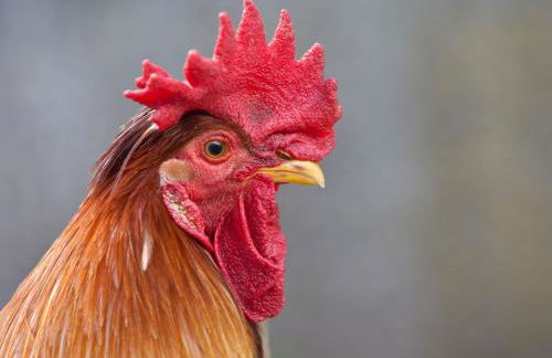 Apartments Ansitz Wildberg - Photo 57