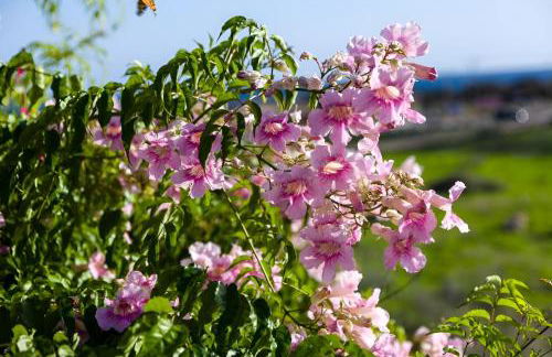 Tejita Beach - Foto 2