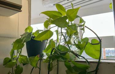 Casa da Ju - Foto 27