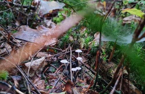 Morowo chałupa - Photo 62