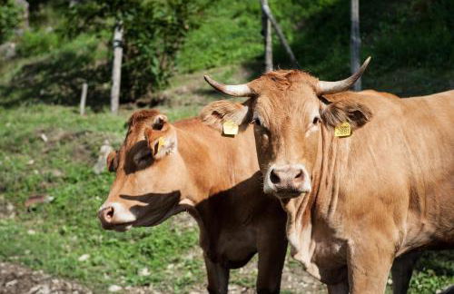 Agriturismo di Baroni Enzo - Foto 8