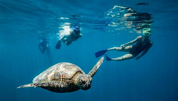 Great Barrier Reef Cruise to Hardy Reef Pontoon - Photo 4