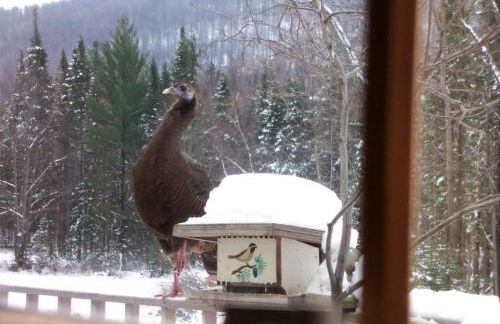 Secluded Cottage Rental in the Woods in Stony Creek, New York - Foto 10