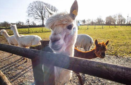 Y Boidy Bach - Photo 28