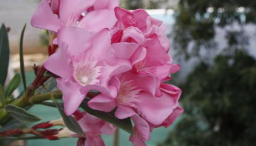 Villa a due passi dal mare "Cicogne Apartment" con BBQ e parcheggio gratuito a due passi dall'Aeroporto - Foto 2