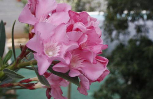 Villa a due passi dal mare "Cicogne Apartment" con BBQ e parcheggio gratuito a due passi dall'Aeroporto - Foto 2