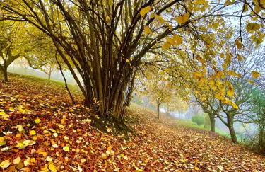 Mazzetti Country House-Vita in campagna con giardino - Foto 22