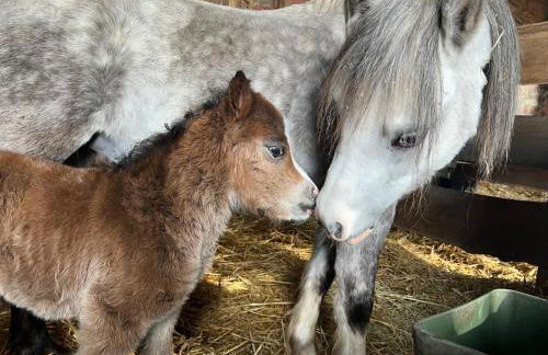 Tiny House auf Pferdehof - Foto 8