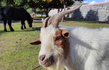 Quinta da Ponte das Hortas 2 - Foto 22