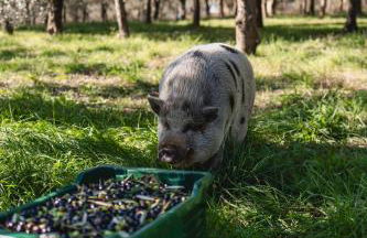 Agriturismo Sole - Foto 20