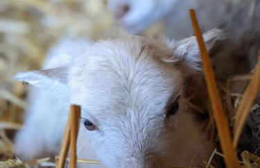 Helenes Ferienwohnung auf dem Bauernhof - Lausitzer Seenland - Foto 34