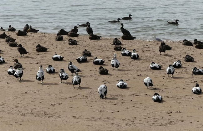 Beautiful House in Village, Newburgh, Ellon - Photo 12