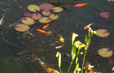 Sammy's FeWo - Foto 27